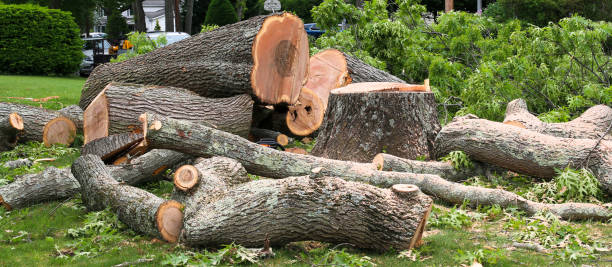 Reliable Rosedale, MS Tree Removal Services Solutions